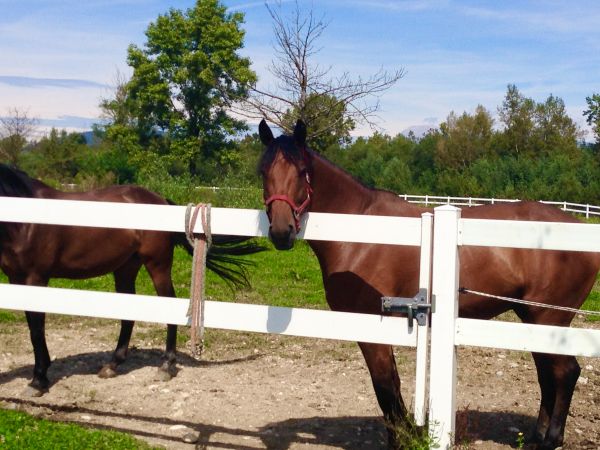 Equine Fence Installation